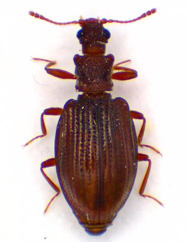 Stephostethus sp.